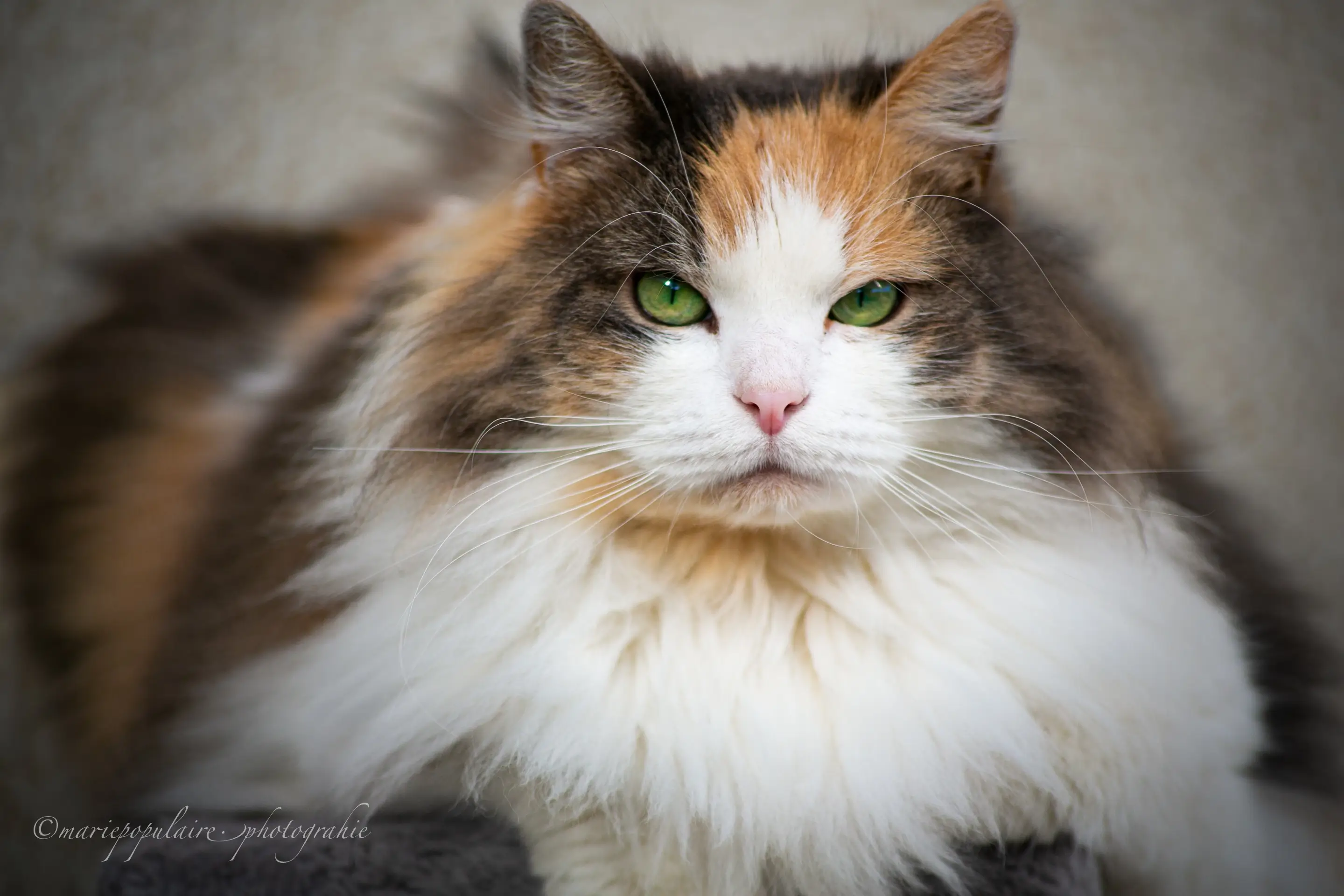prestation Animaux