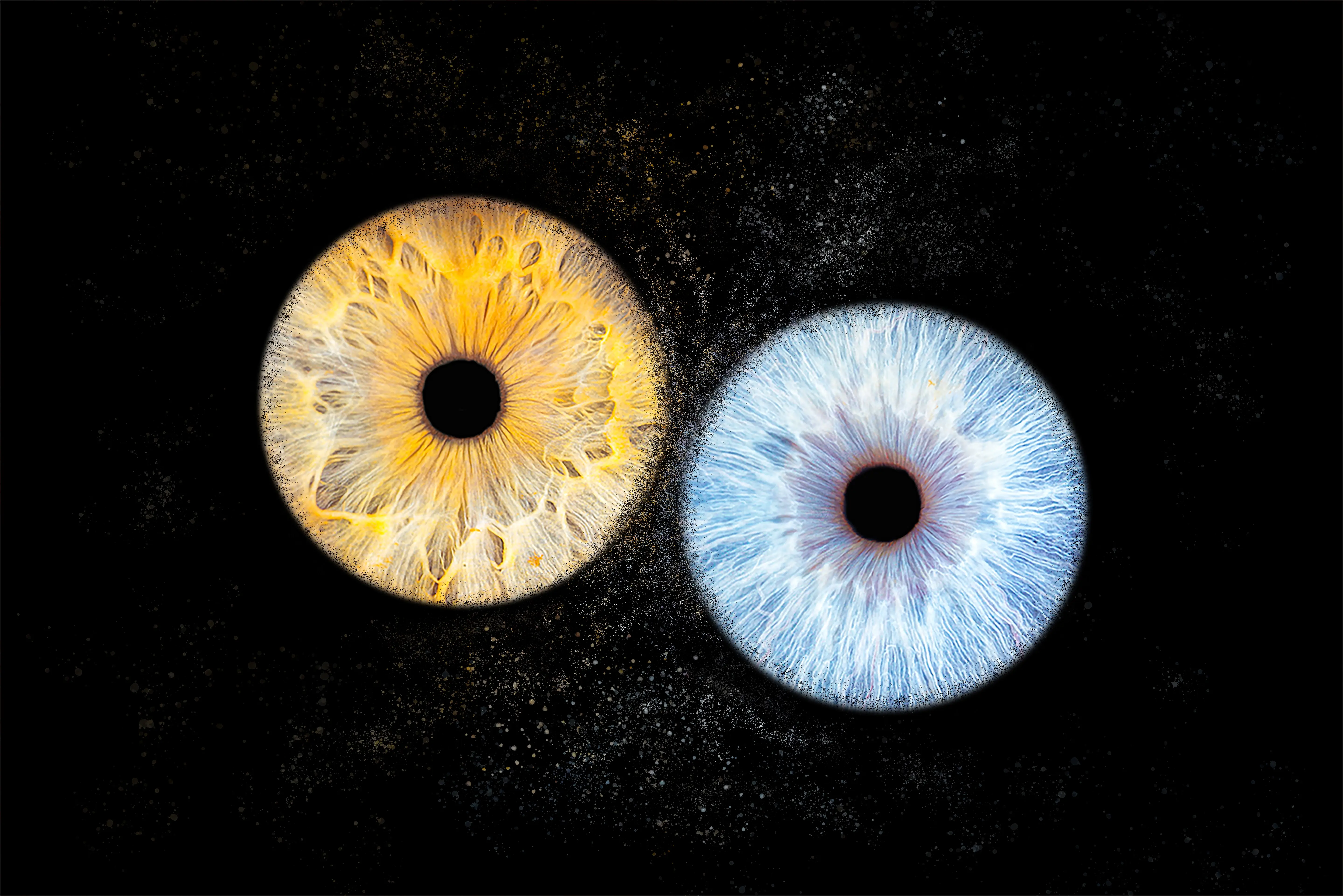 prestation Iris
